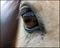 Equine Reflection